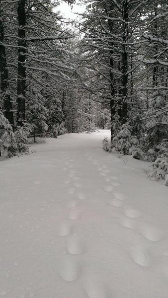 Snowshoe with WFLT Series