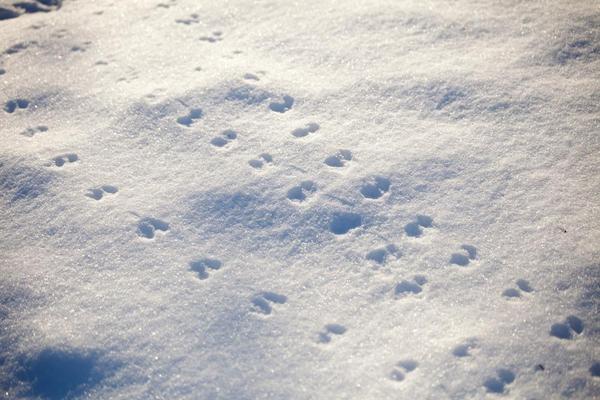 "Who Goes There?" An Outdoor Tracking Walk at Fields Pond