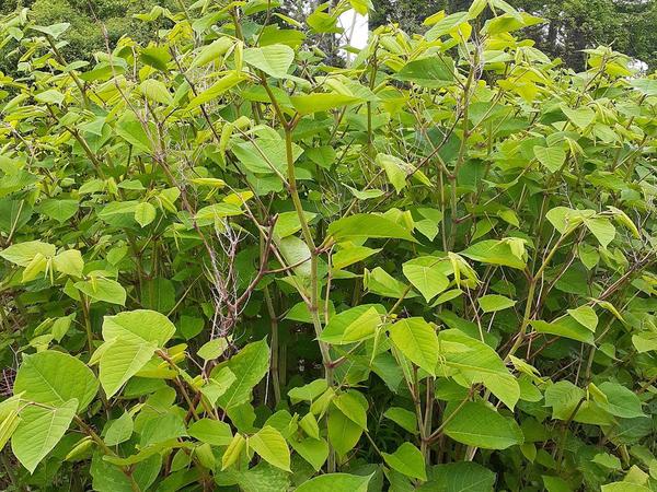 Invasive Species Training Workshops