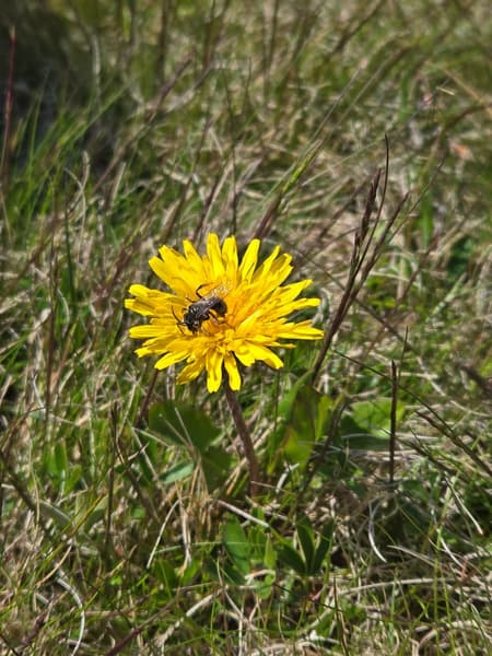 Buzzing into Summer Hike