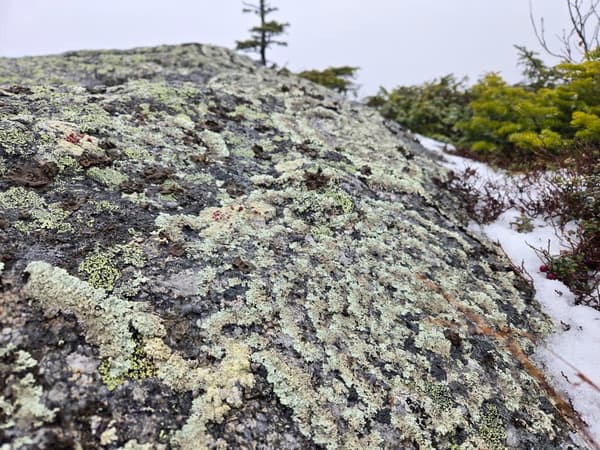 A National Trails Day Event: Exploring Saddleback's Alpine Zone
