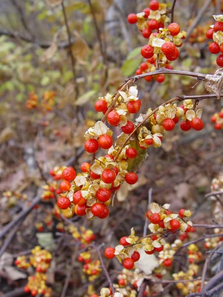 Invasive Plant Removal Workshop