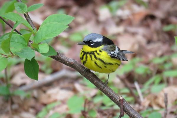 Spring Bird Walks with Josh Fecteau