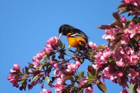 Spring Bird Walks with Josh Fecteau