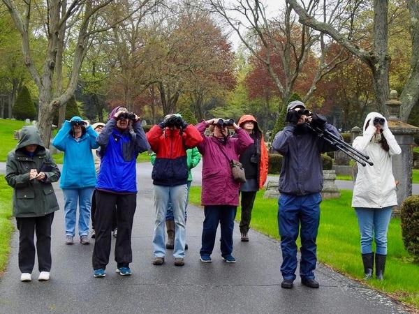 Spring Bird Walks with Josh Fecteau