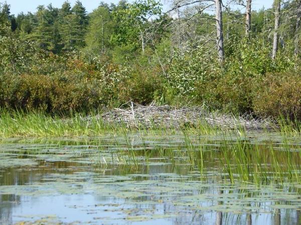 Marshall Pond Paddle