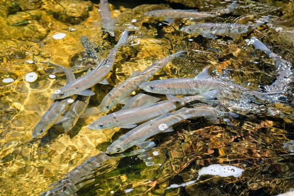 Alewife Migration Walks at Mill Brook Preserve