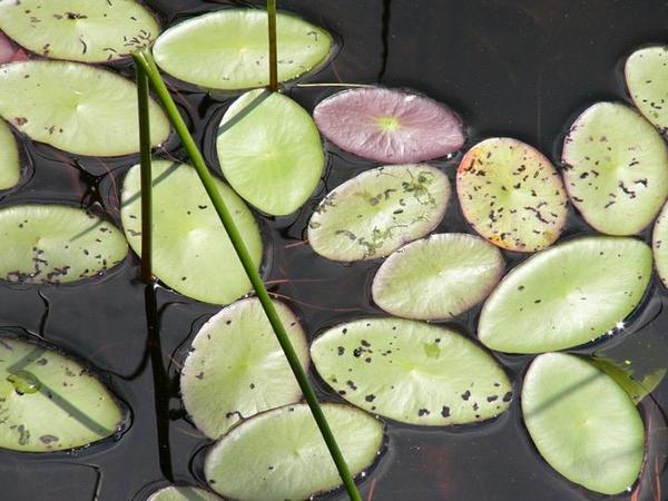 Field Botany: Aquatic Plants Paddle