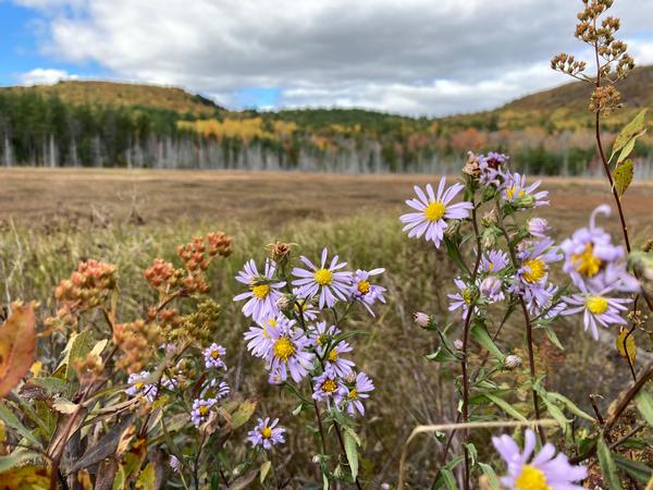 Wild Sun Catchers: Asters