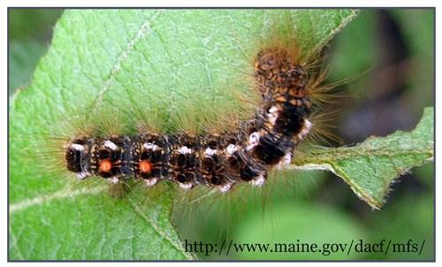 All About Browntailed Moths