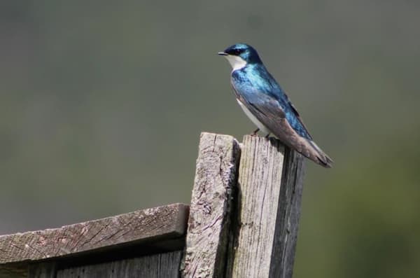 Bird Walk with the Scarborough Land Trust on May 24th