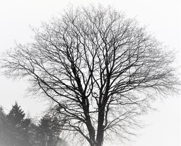 Winter Tree ID at Wolfe's Neck Woods State Park