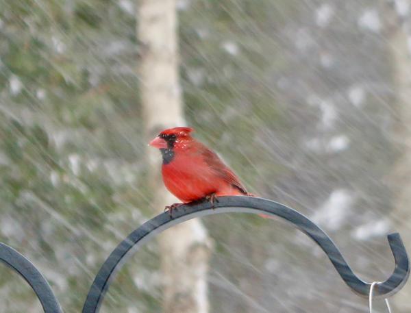 Winter Birds at Wolfe's Neck Woods State Park