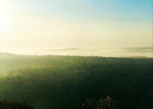 Guided Forest Bathing Therapy Walk for Dog Owners