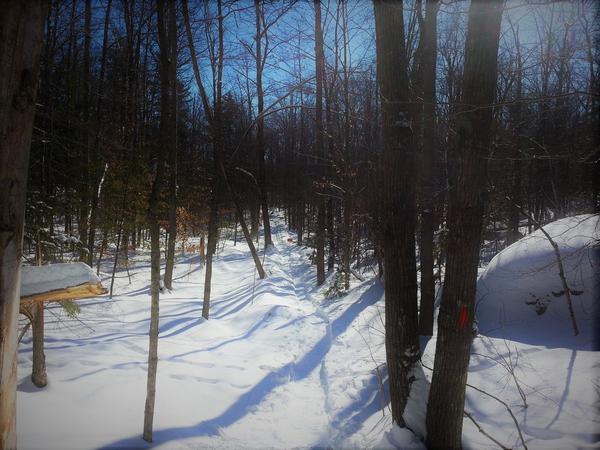 Winter Hike/Snowshoe for Newbies