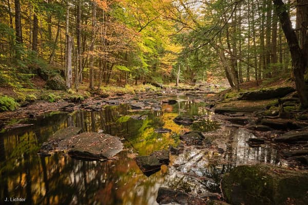 Nature and Forest Therapy Walk