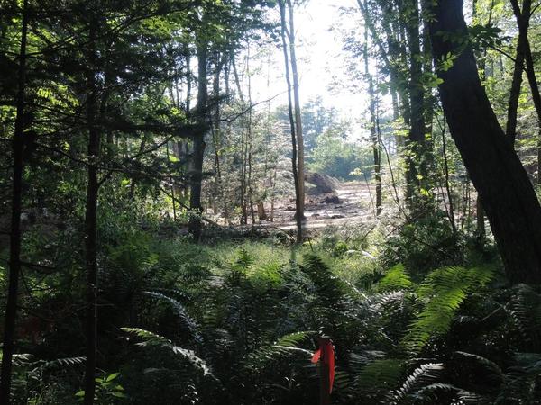 Mother Earth Forest Bathing Walks
