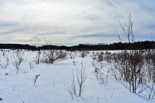 Winter Wildlife Walk
