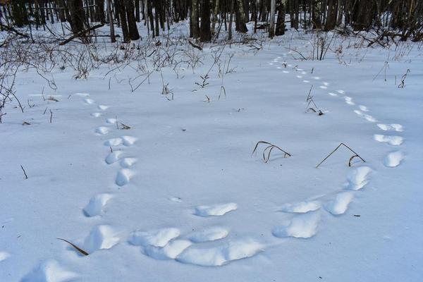 Winter Wildlife Walk