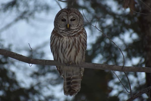 Birding Walk at East Windham Conservation Area
