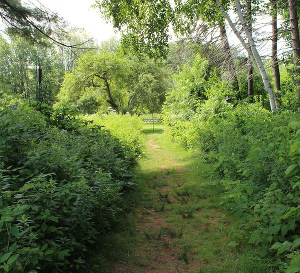 Moose Woods at Gilsland Farm Volunteer Cleanup Workday