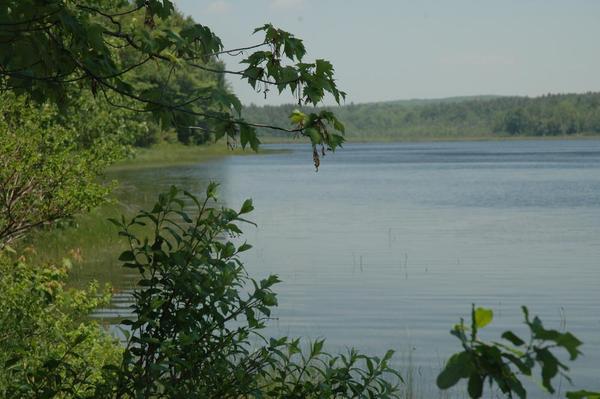 Maine Entomological Society Field Day at Hutchinson Pond