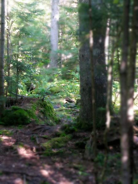 Second Sunday Nature Walks: Bonney Woods