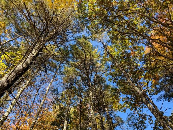 Welcoming Change! Forest Bathing/Forest Therapy Guided Walk!