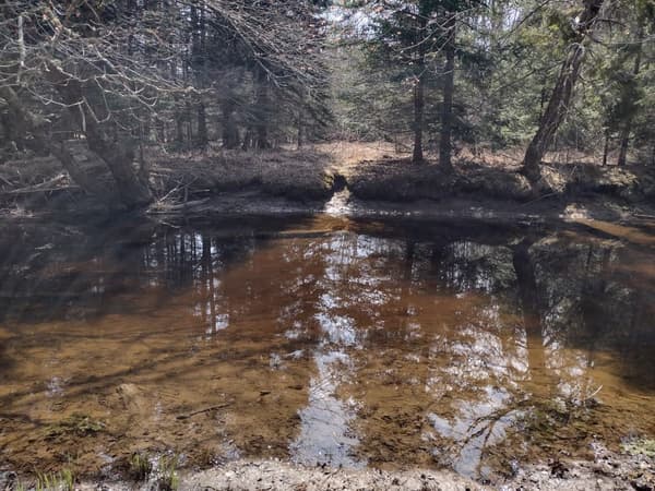 Spring Migratory Bird Hike