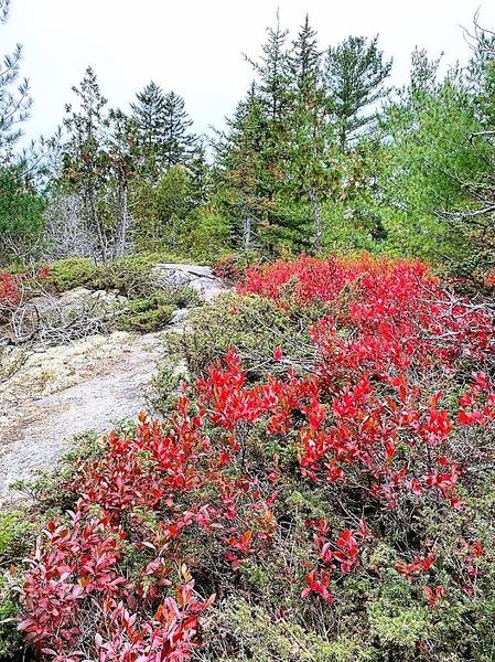 Island Heritage Trust - Trail Tuesday @ Lisa Tolman Wotton Nature Preserve
