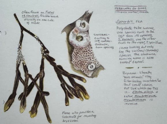 Nature Journaling Hike with Karen Zimmermann