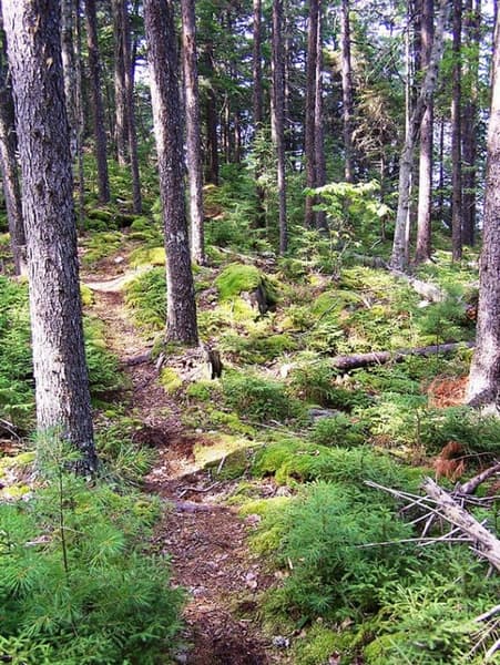 Downeast Lakes Land Trust Annual Trail Work Day