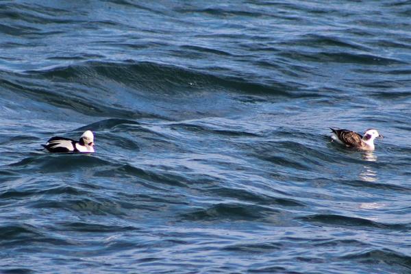 Coastal Birding