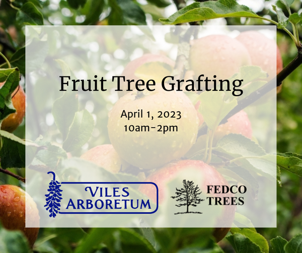 Fruit Tree Grafting