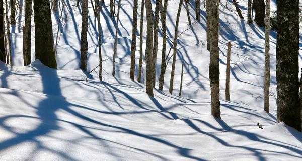 Winter in the Woods at Wolfe's Neck Woods State Park