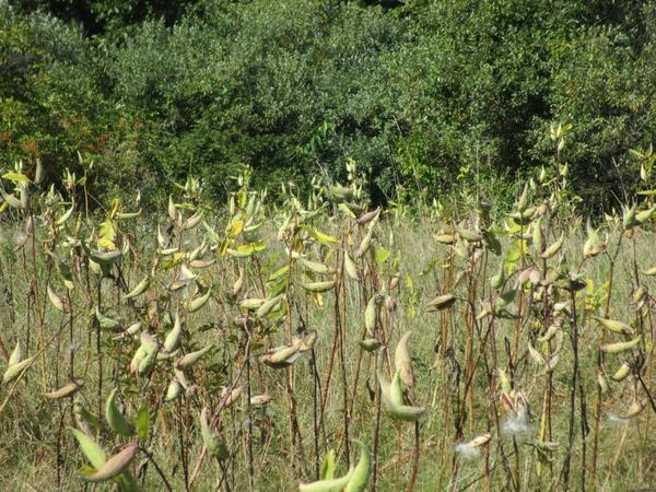 Native Seed Sowing Workshop