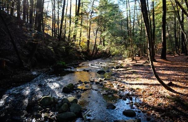 Mill Brook Traverse at Mill Brook Preserve