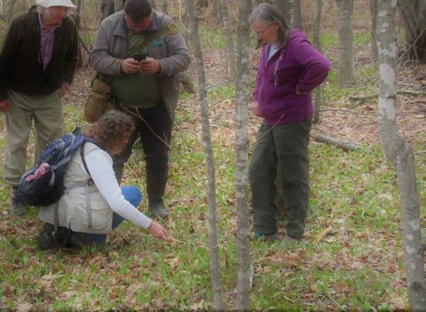 Second Sunday Nature Walks: Nina's Woods