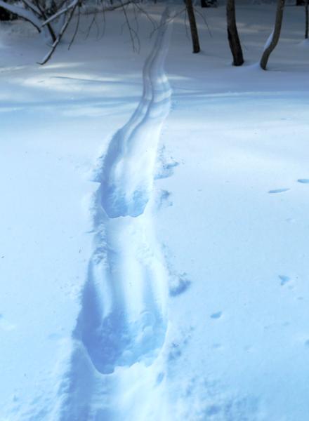 Animal Track ID Snowshoe/Hike