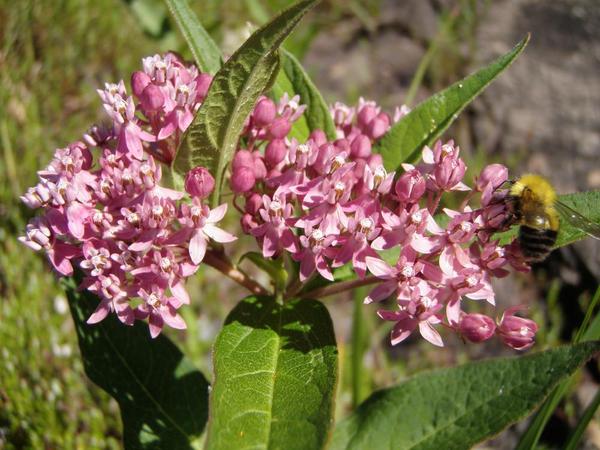 Pollinator Party