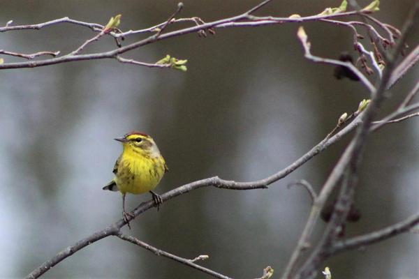 Fall Migratory Bird Walk