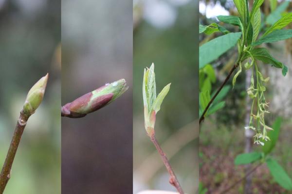 Phenology Friday Hikes