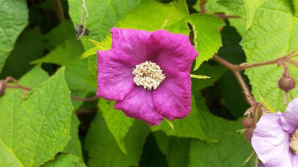Native Plant Walk