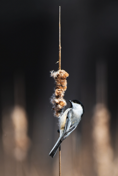 Bird Walk with The Scarborough Land Trust