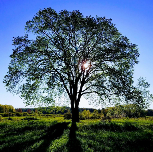 The Fascinating World of Trees Follow-up Walk