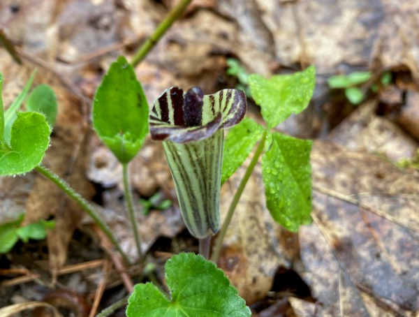 Wildflower Walk