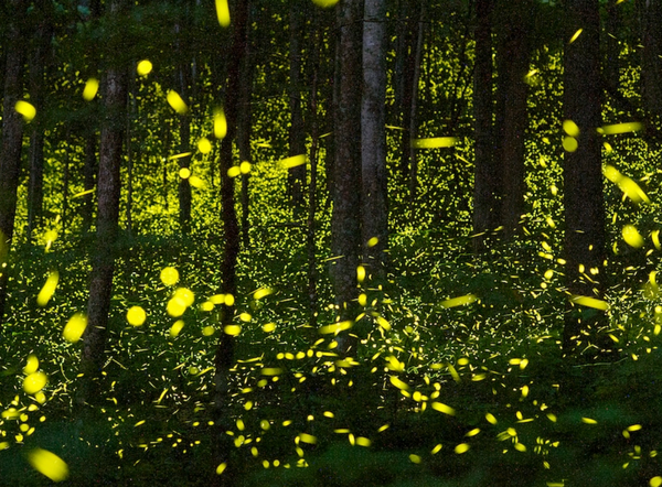 Firefly Walk