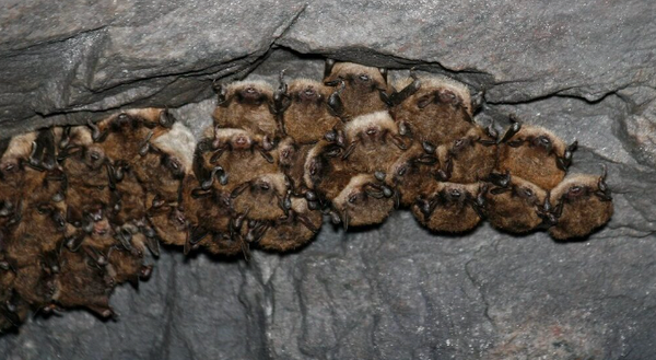 Bats!