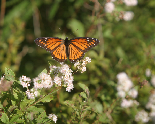 Pollinator Walk