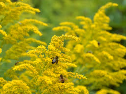 Fall Gardening for Wildlife